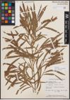Foto von Salix exigua var. pedicellata (Andersson) Cronquist